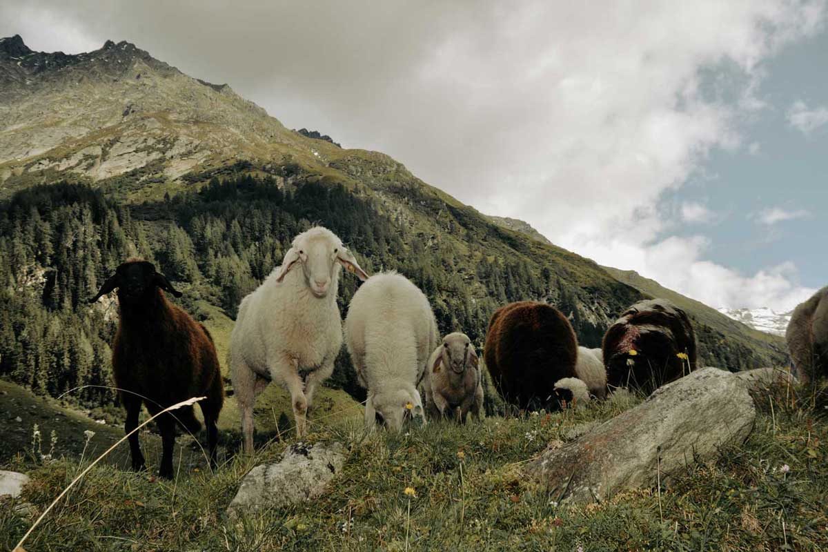 schafe-berge